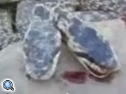 Гигантские змеи оккупировали армяно-грузинскую границу - газета