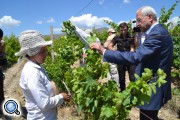 Армения планирует экспортировать в 2013 году порядка 15 тыс. тонн винограда